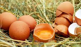 Que faire des coquilles d’œufs ?