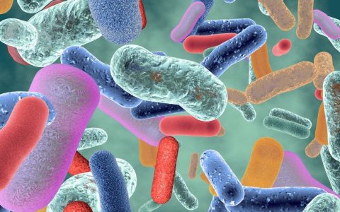 De l’importance du microbiote intestinal sur la santé